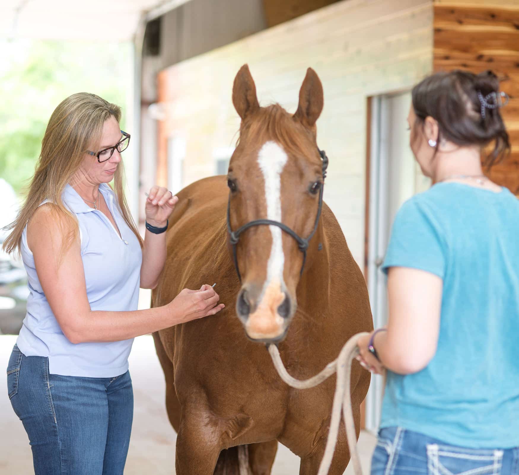The Benefits of Equine Acupuncture and Equine Chiropractic for Your Horse’s Health
