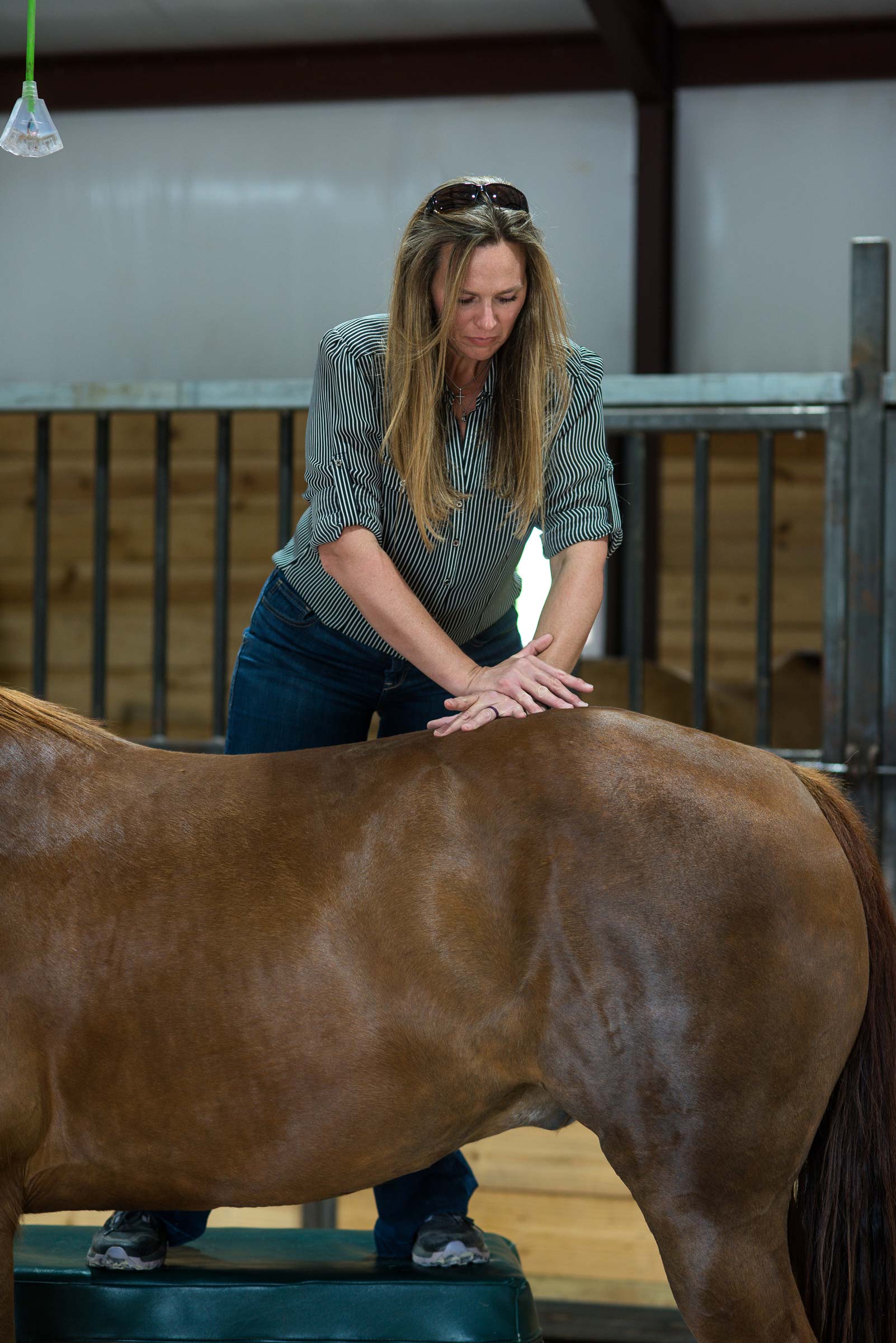 Animal Chiropractic: Aligning Your Horse’s Health