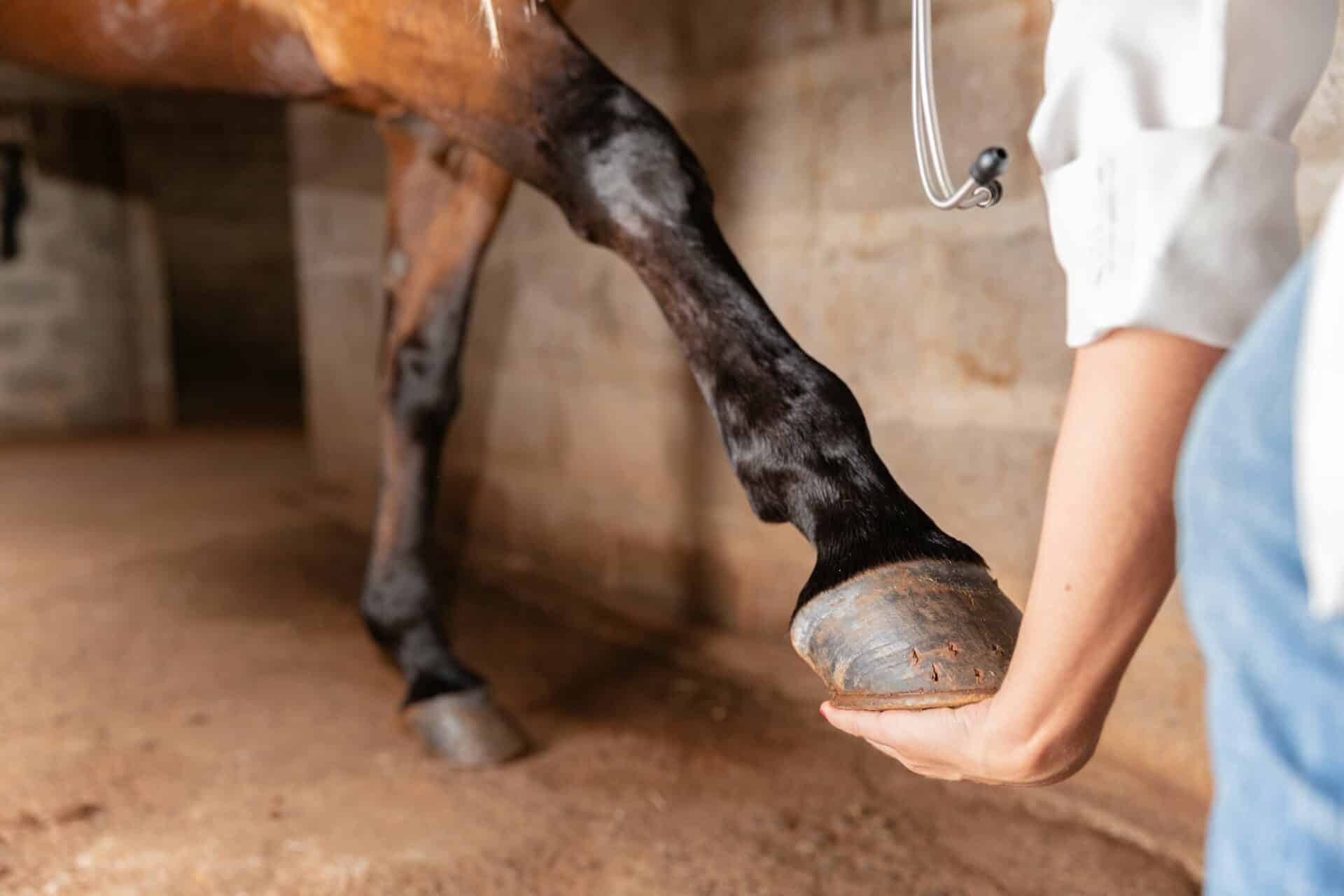 Regenerative Medicine Services for White Equine