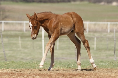 Reproduction
