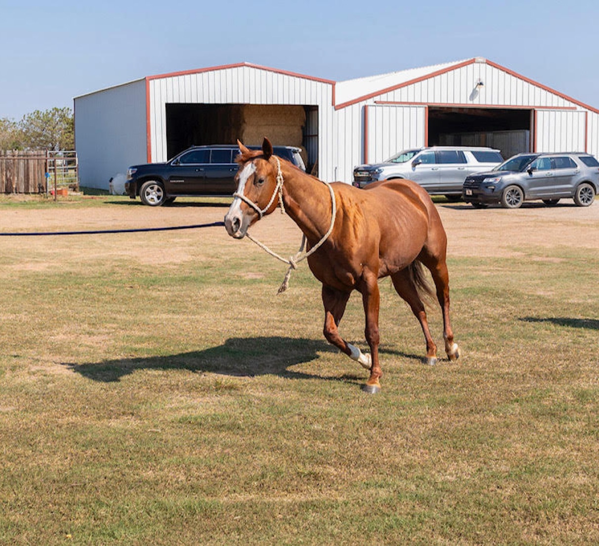 Veterinary Care, as Unique as Your Horse